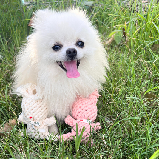 Sweetheart Macarons & Bear Hugs Collection Dog Toys